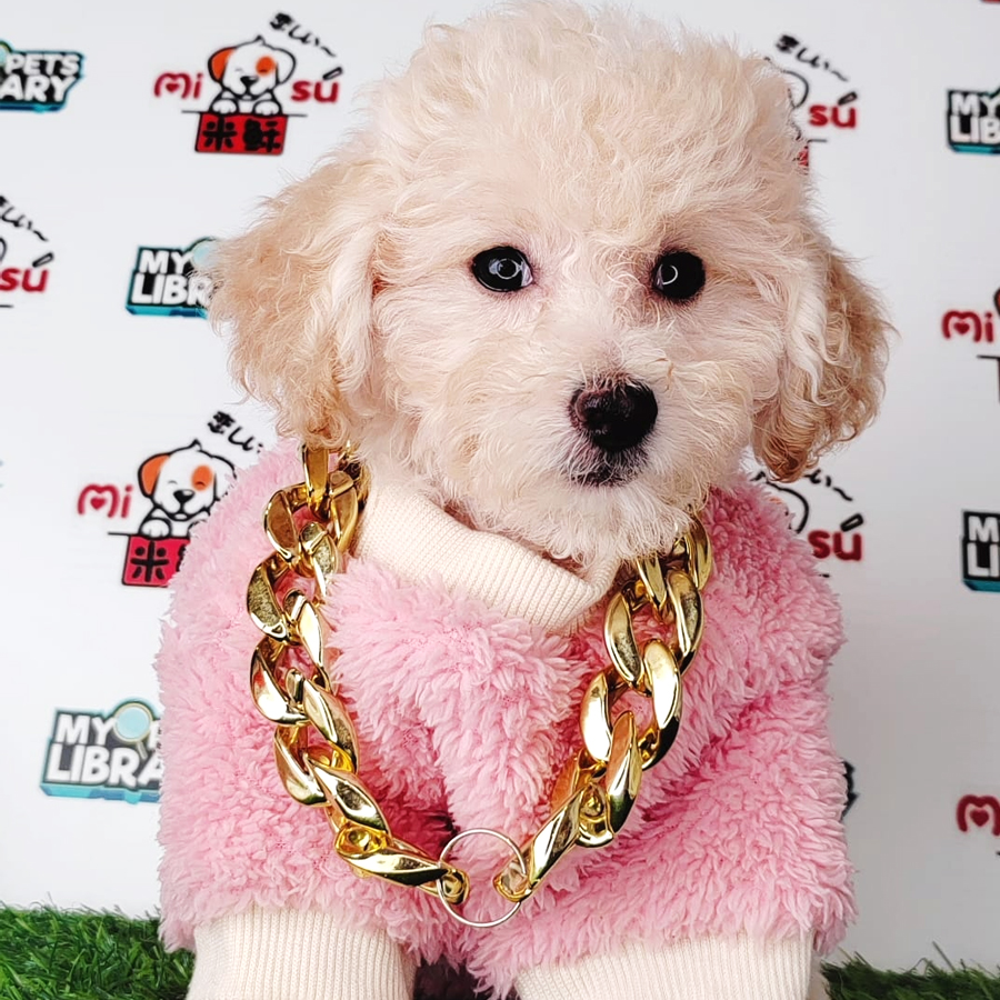 Tiny Poodle Puppy (Male) For Sale