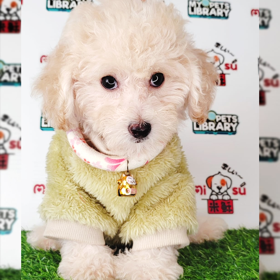 Tiny Poodle Puppy (Male) For Sale