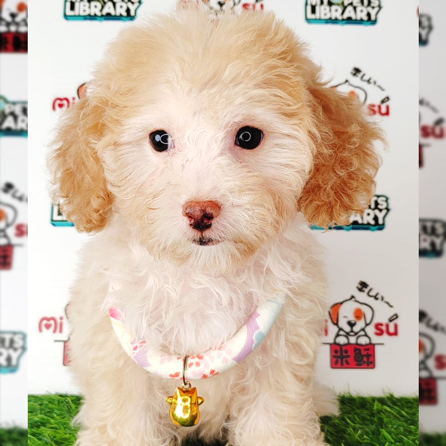 Tiny Poodle Puppy (Female) For Sale