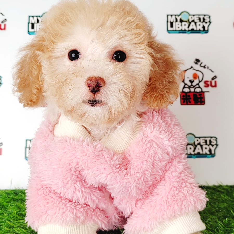 Tiny Poodle Puppy (Female) For Sale