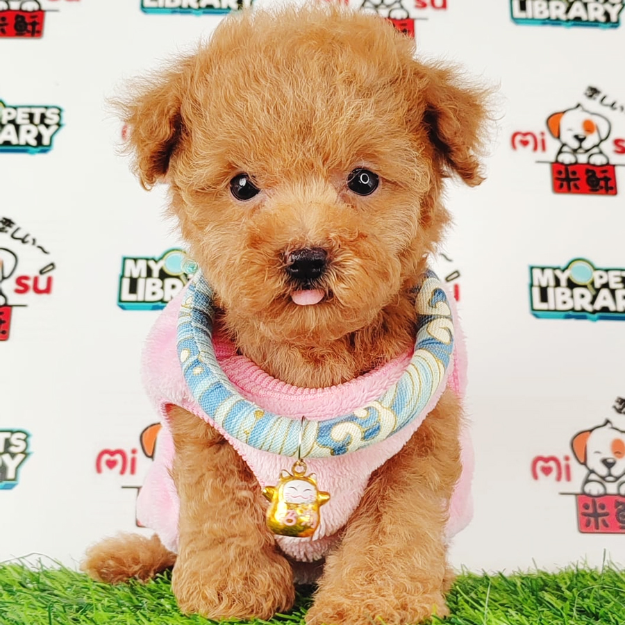 Tiny Poodle Puppy (Female) For Sale