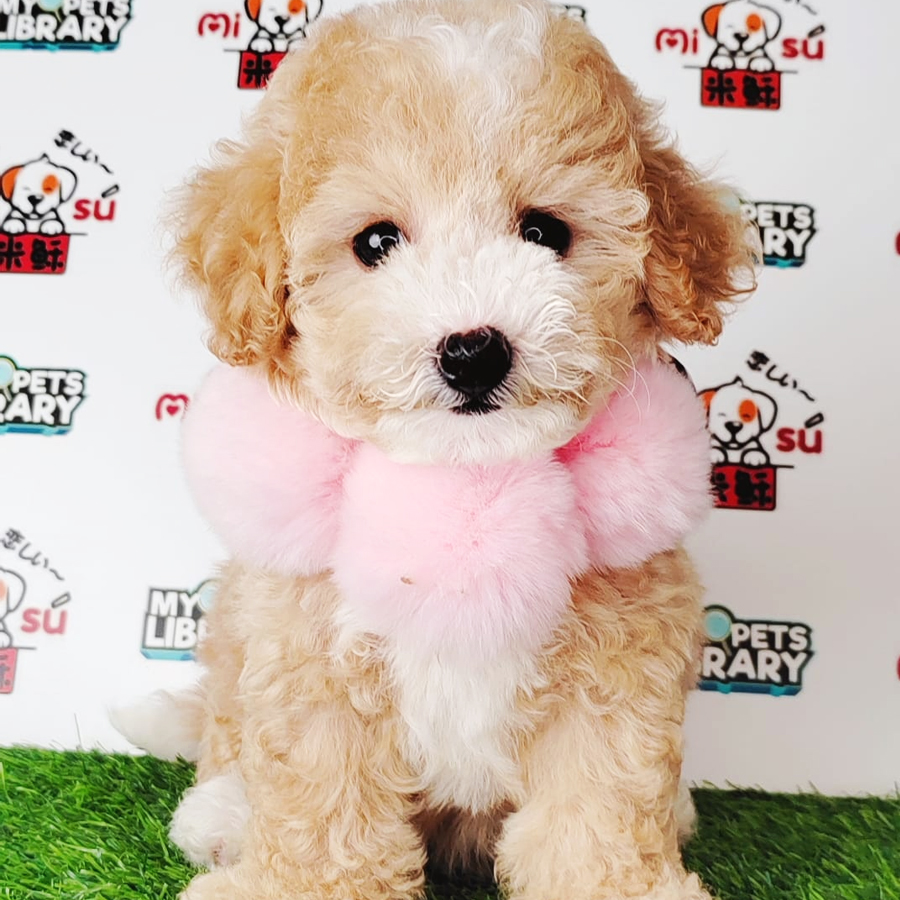 Tiny Poodle Puppy (Female) For Sale