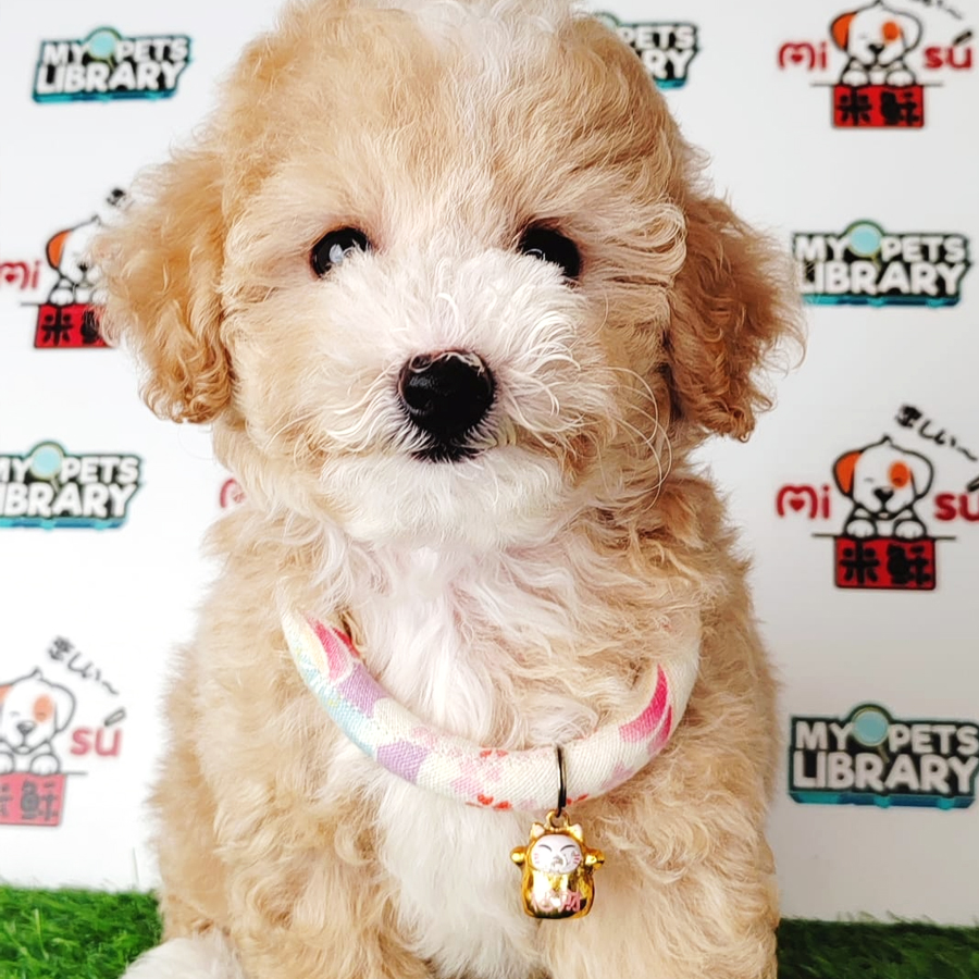 Tiny Poodle Puppy (Female) For Sale