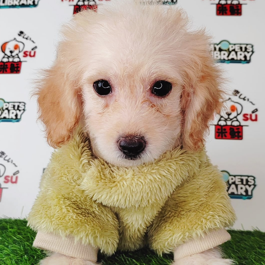 Tiny Poodle Puppy (Female) For Sale
