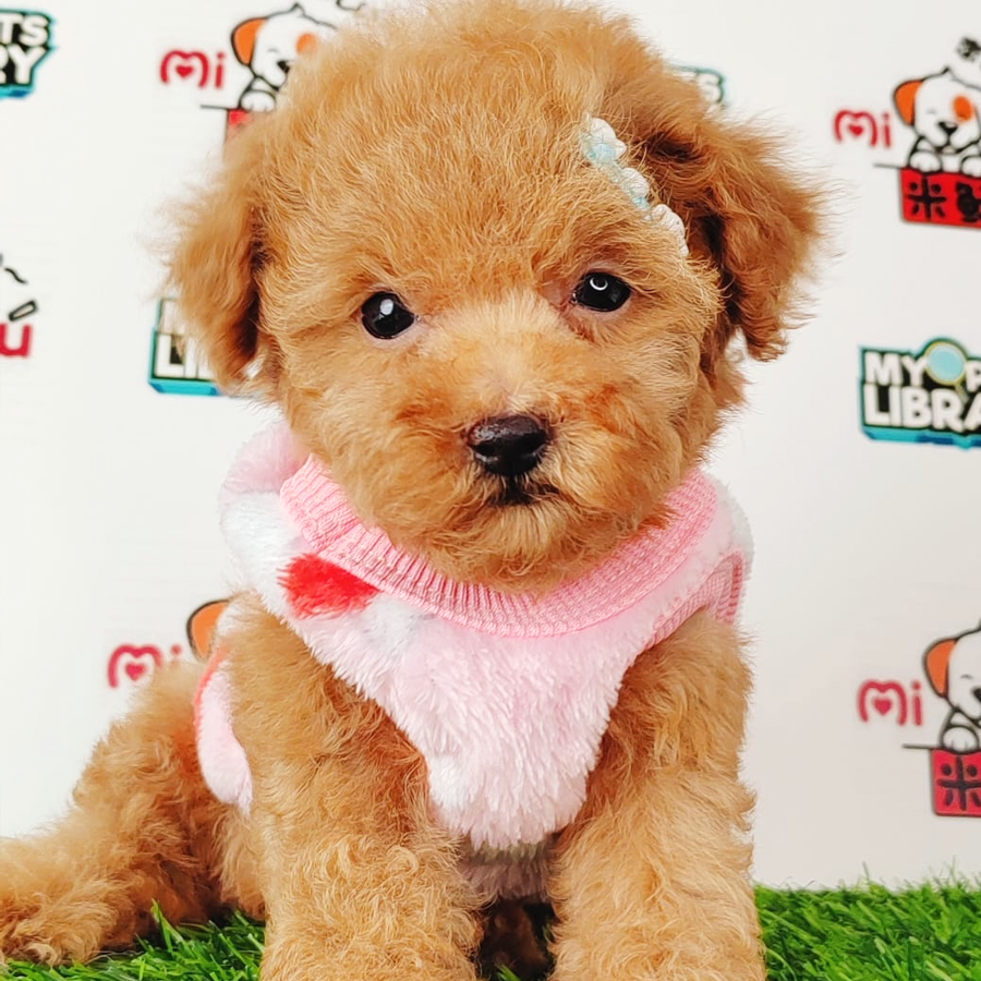 Tiny Poodle Puppy (Female) For Sale