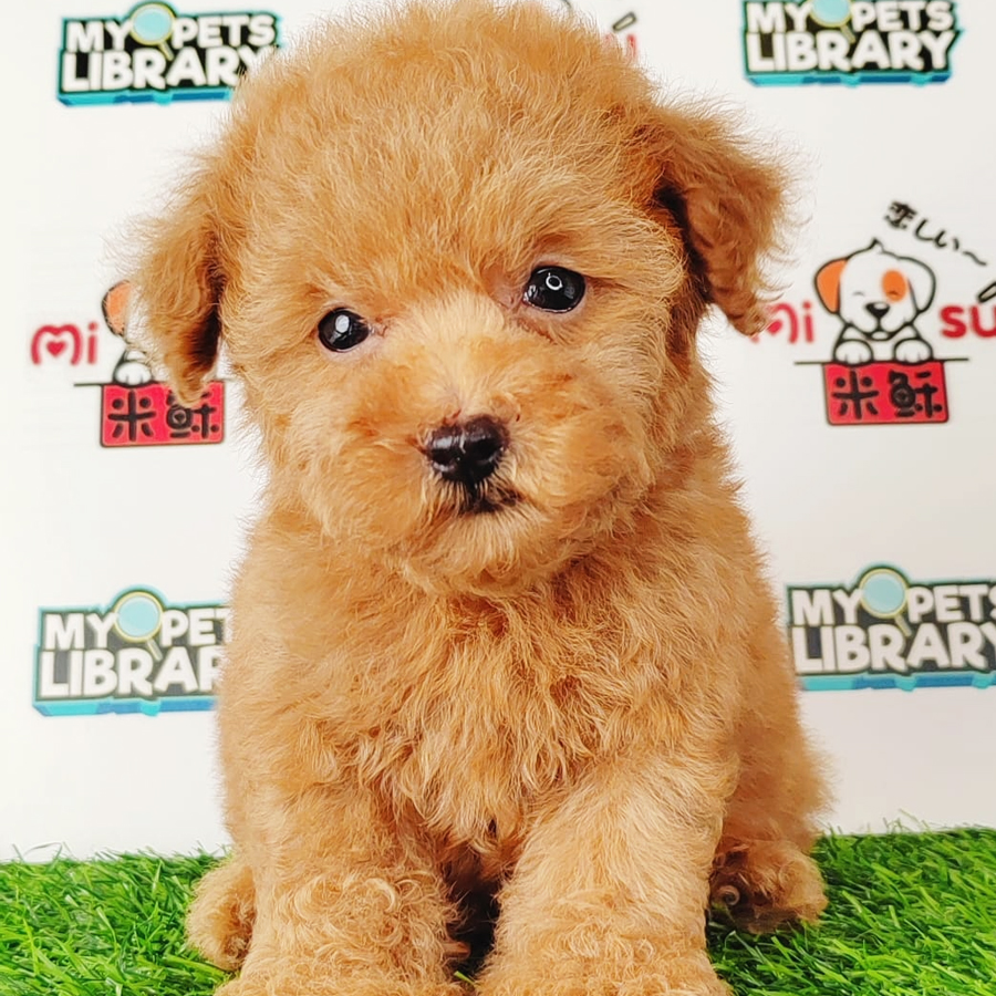Tiny Poodle Puppy (Female) For Sale