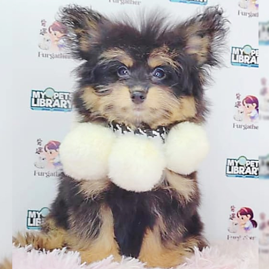 Pomsky Puppy (Female) For Sale