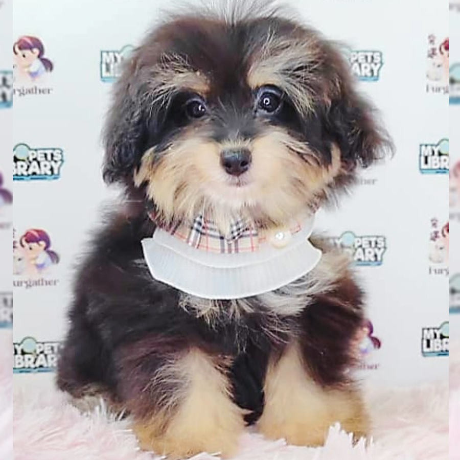 Pomsky Puppy (Female) For Sale