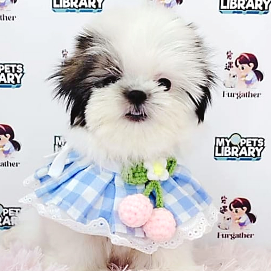 Shih Tzu Puppy (Female) For Sale