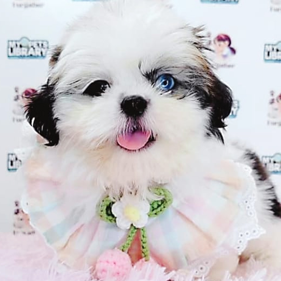 Shih Tzu Puppy (Female) For Sale