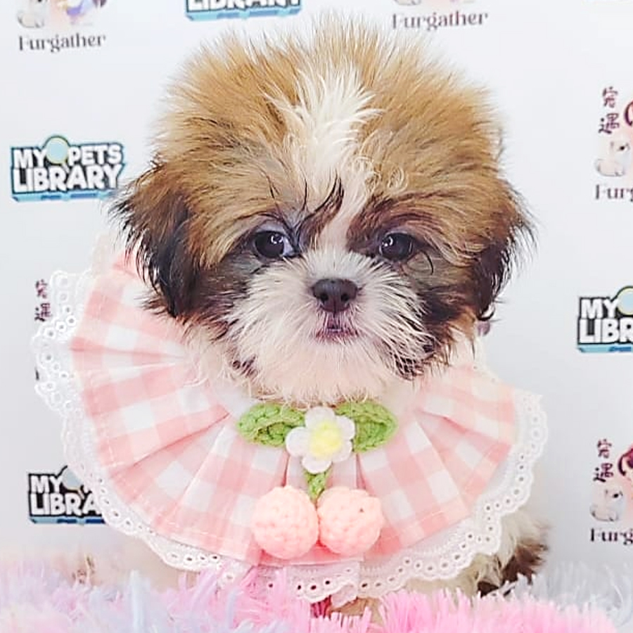 Shih Tzu Puppy (Female) For Sale