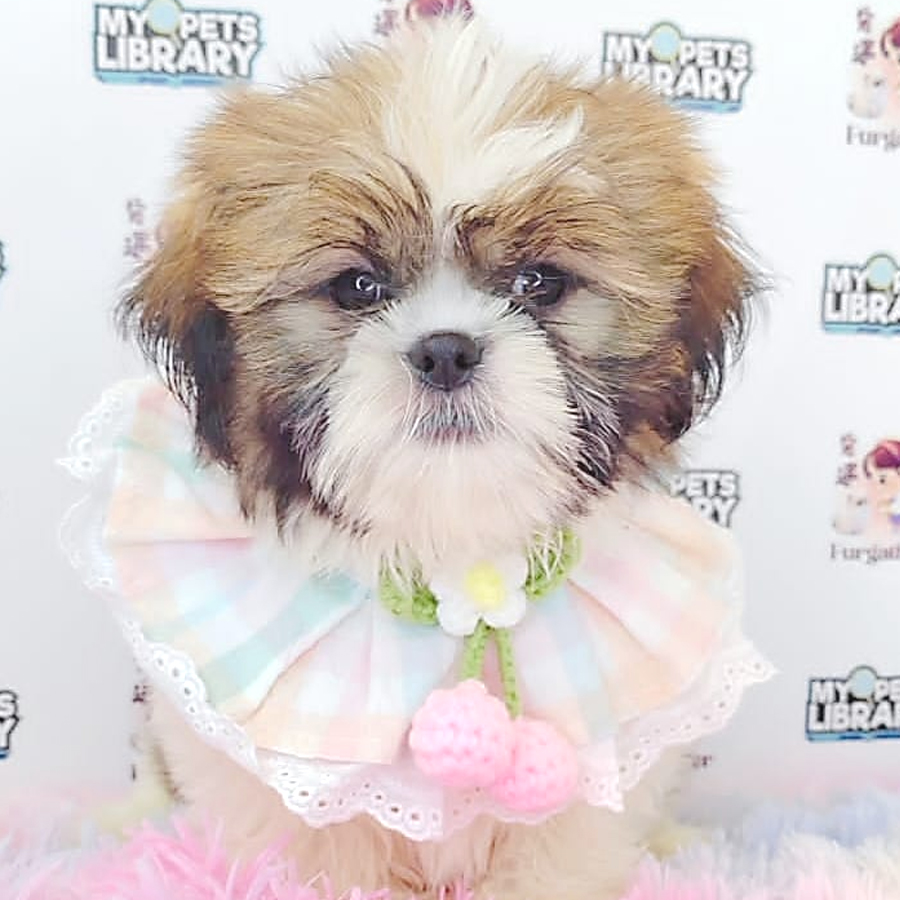 Shih Tzu Puppy (Male) For Sale