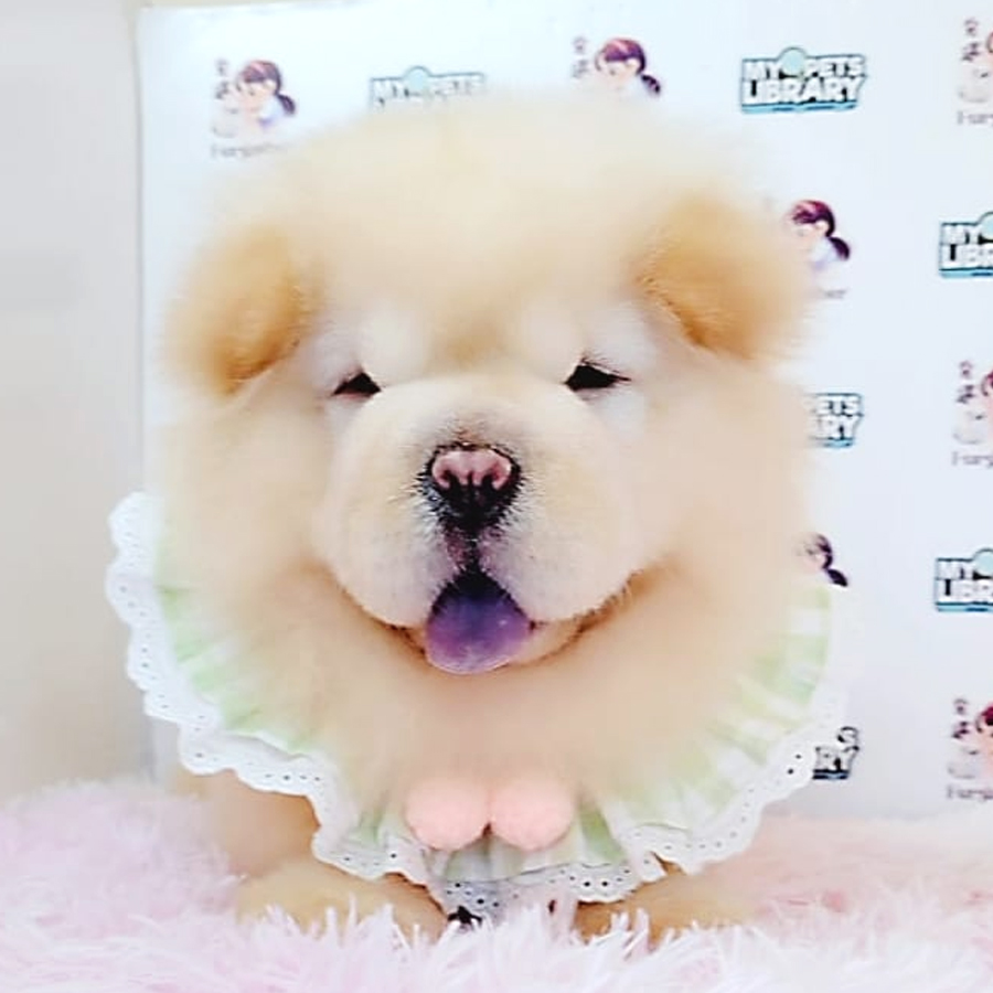 Chow Chow Puppy (Male) For Sale