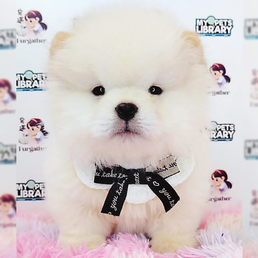 Chow Chow Puppy (Female) For Sale