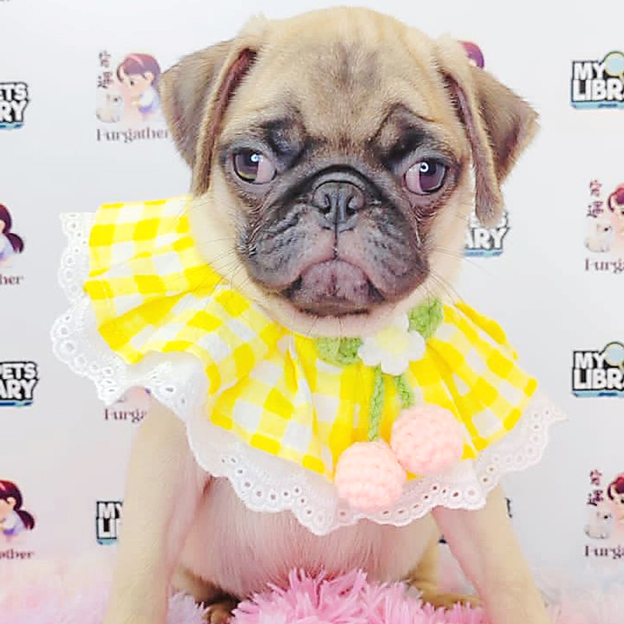 Pug Puppy (Female) For Sale