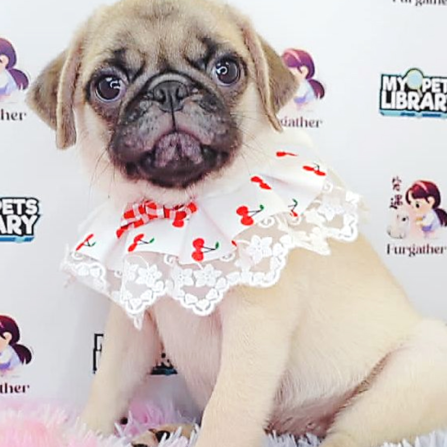 Pug Puppy (Male) For Sale