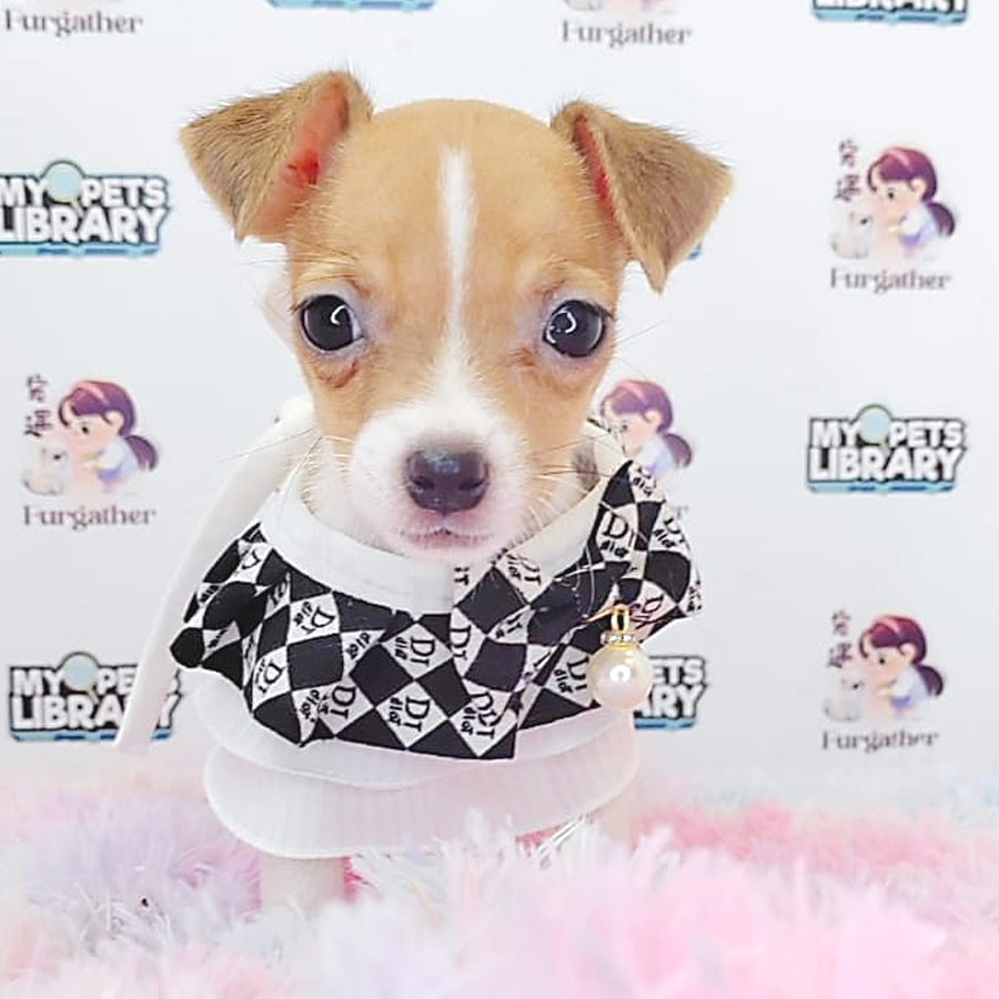 Jack Russell Puppy (Female) For Sale