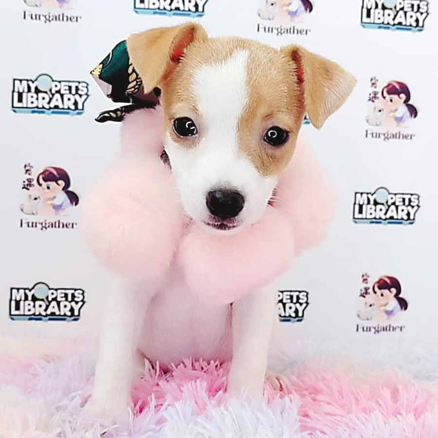 Jack Russell Puppy (Female) For Sale