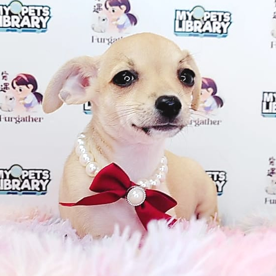 Chihuahua Puppy (Female) For Sale