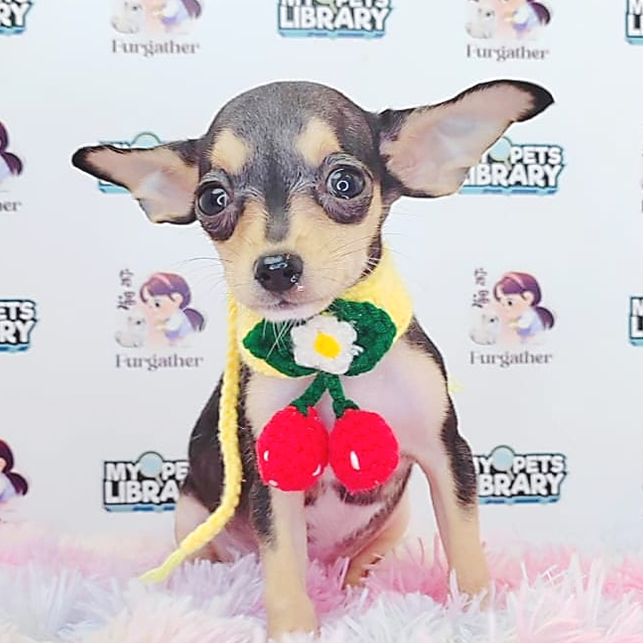Chihuahua Puppy (Female) For Sale