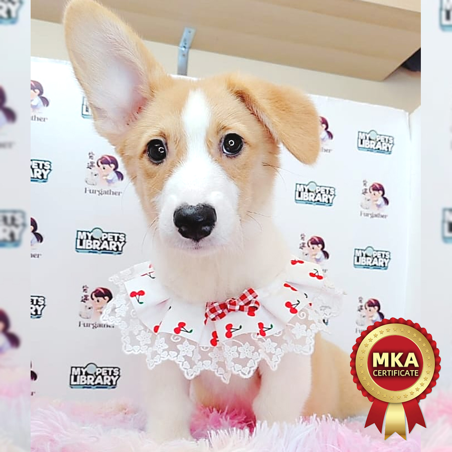 MKA Welsh Corgi Puppy (Female) For Sale