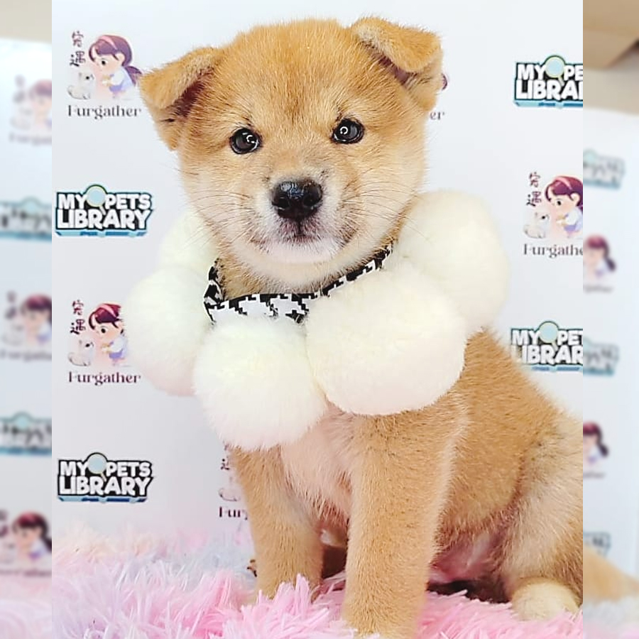 Shiba Inu Puppy (Female) For Sale