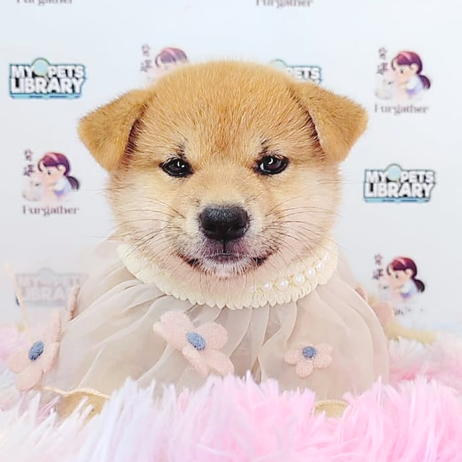 Shiba Inu Puppy (Female) For Sale