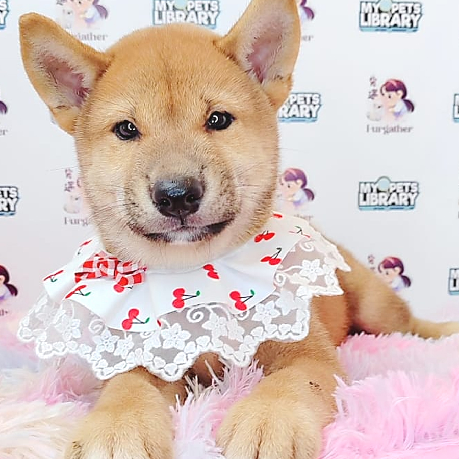 Shiba Inu Puppy (Male) For Sale