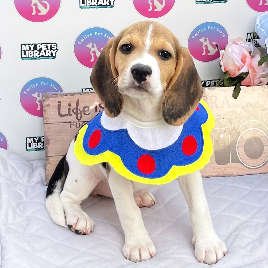 Beagle Puppy (Female) For Sale