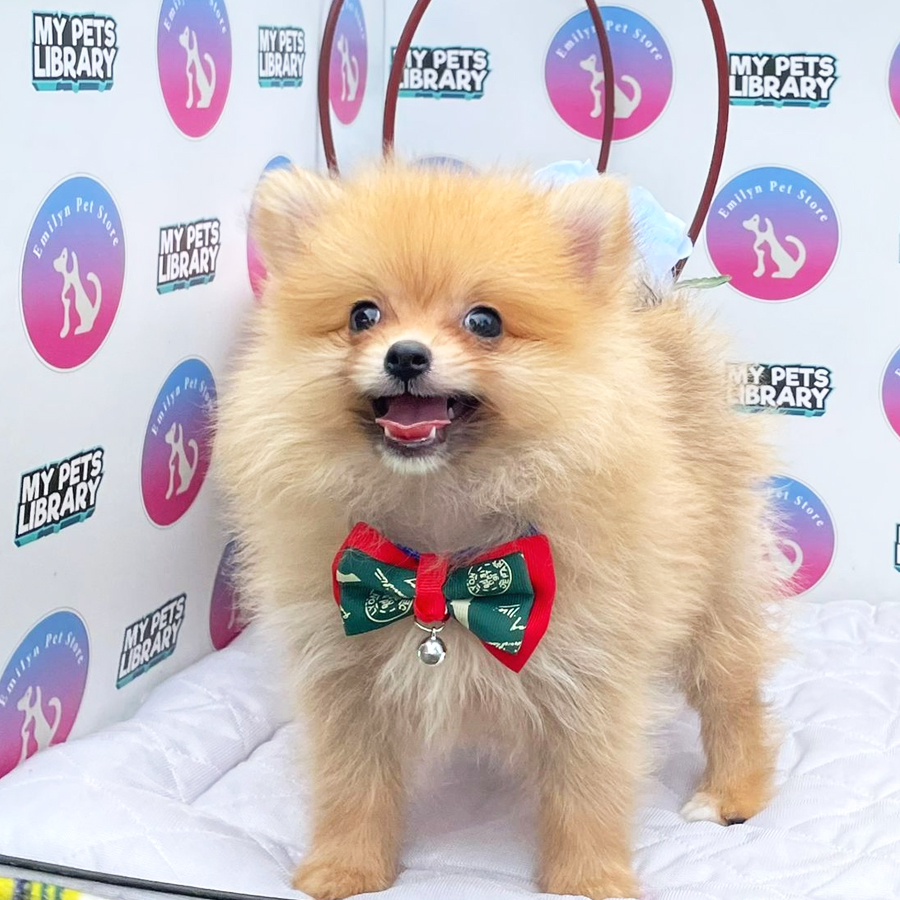 Pomeranian Puppy (Male) For Sale