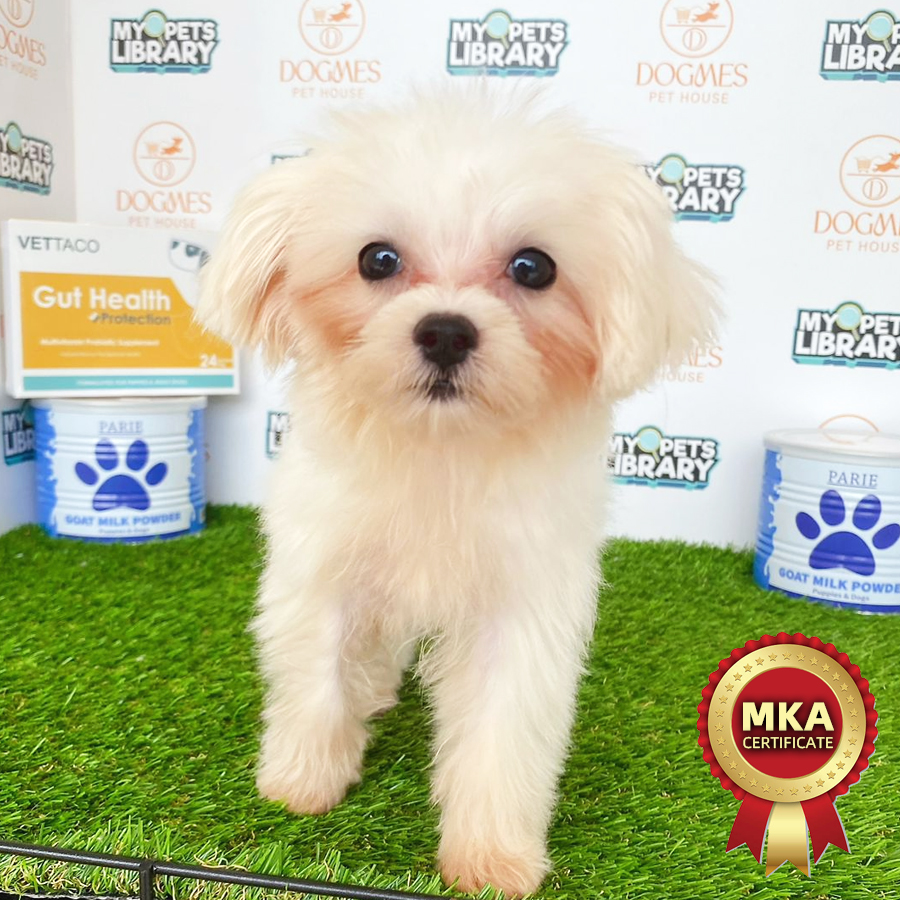 Tiny Maltese Puppy (Female) For Sale
