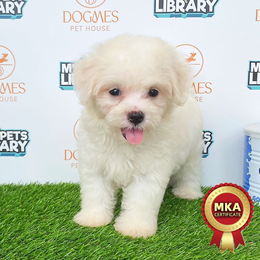 Tiny Maltese Puppy (Male) For Sale