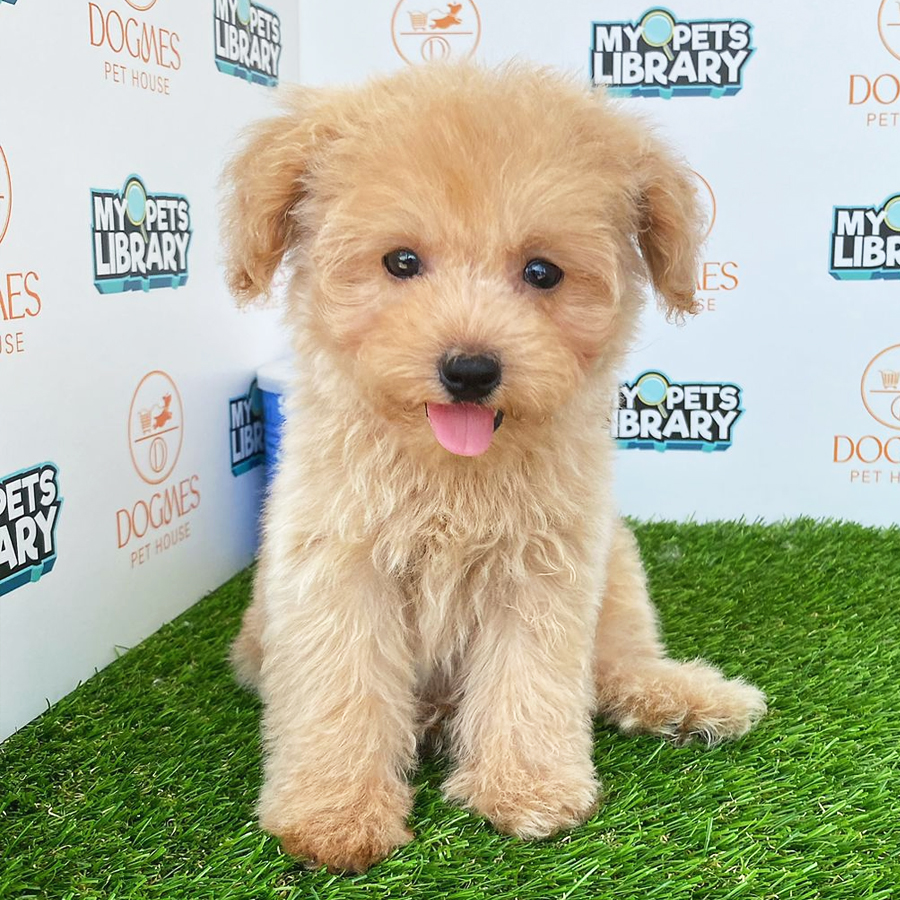 Toy Poodle Puppy (Male) For Sale
