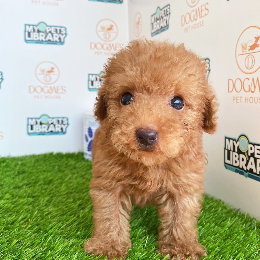 Toy Poodle Puppy (Male) For Sale
