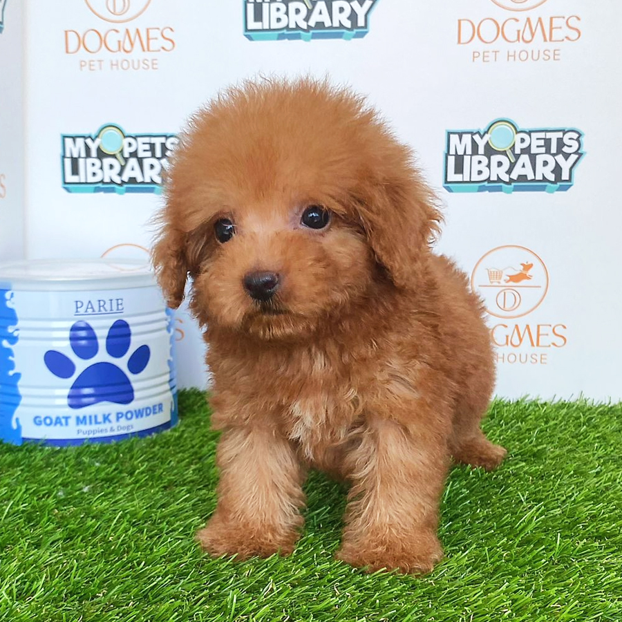 Toy Poodle Puppy (Male) For Sale