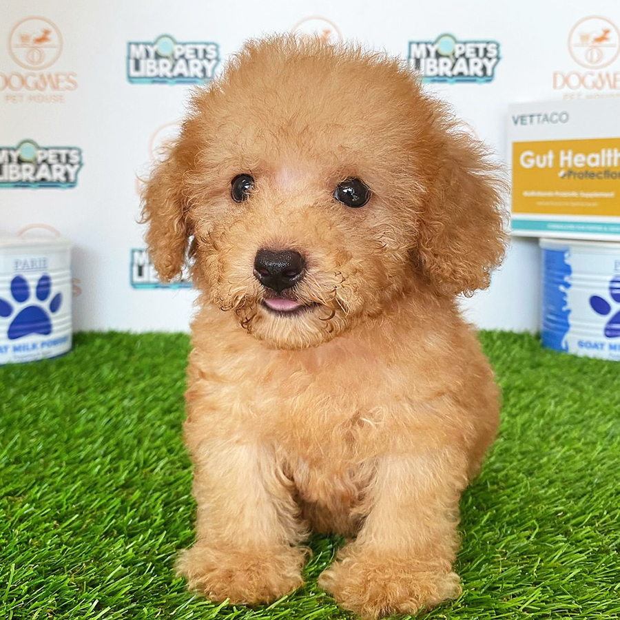 Toy Poodle Puppy (Male) For Sale
