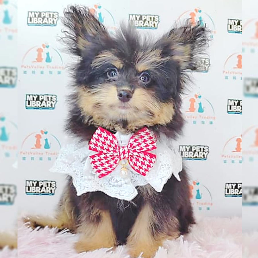 Pomsky Puppy (Female) For Sale
