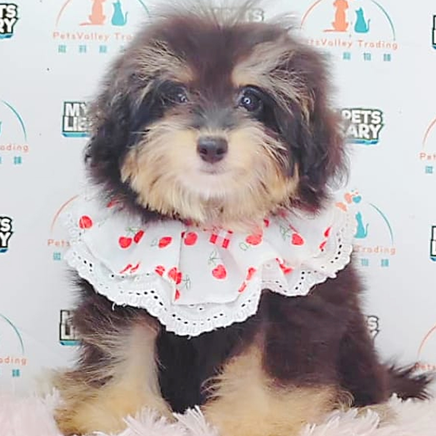 Pomsky Puppy (Female) For Sale