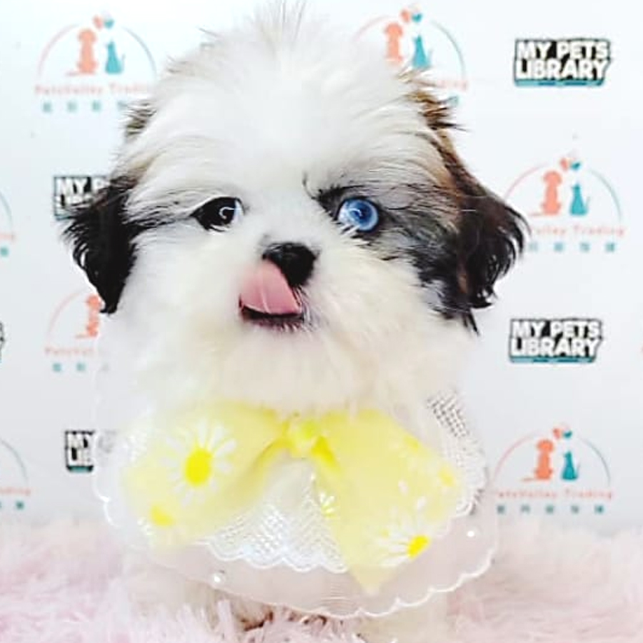 Shih Tzu Puppy (Female) For Sale