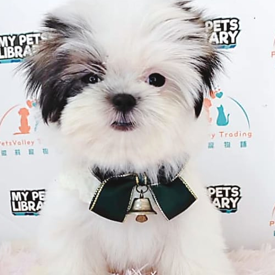Shih Tzu Puppy (Female) For Sale