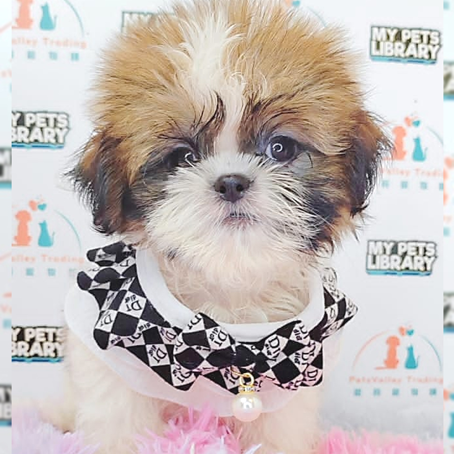 Shih Tzu Puppy (Female) For Sale