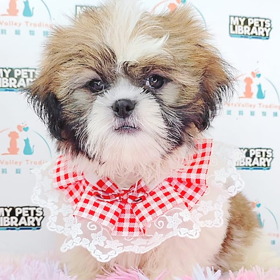 Shih Tzu Puppy (Male) For Sale