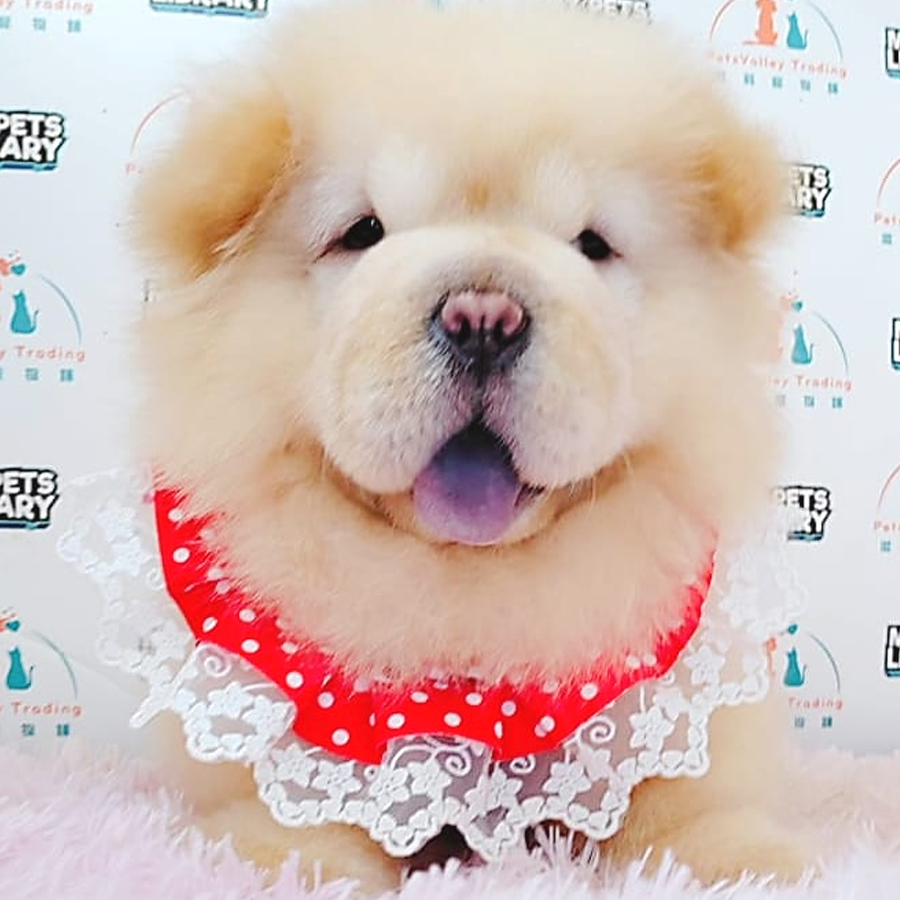 Chow Chow Puppy (Male) For Sale