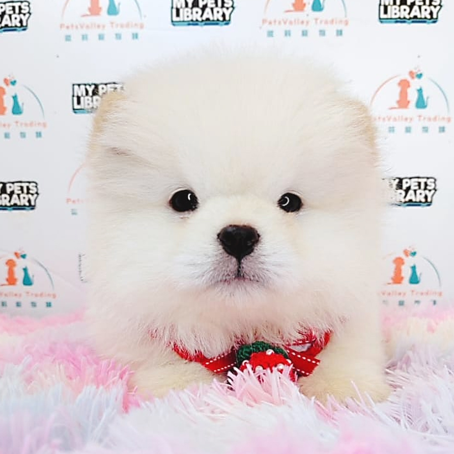 Chow Chow Puppy (Female) For Sale