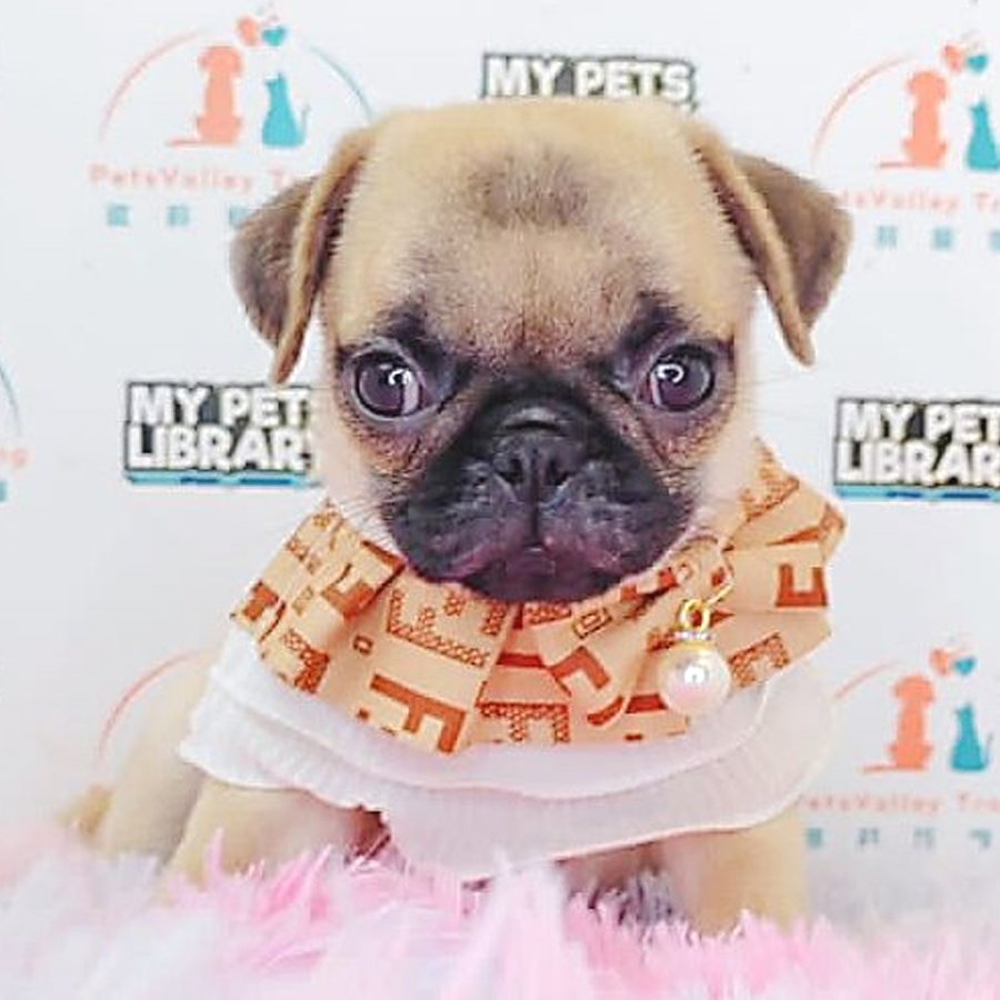 Pug Puppy (Female) For Sale