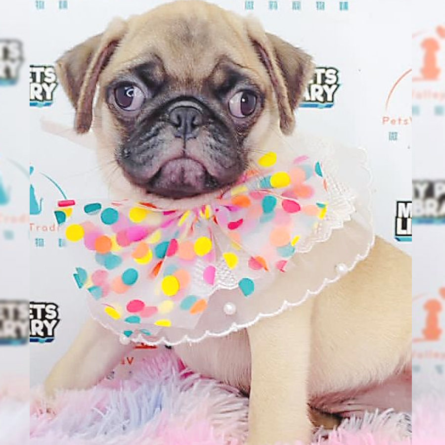 Pug Puppy (Male) For Sale