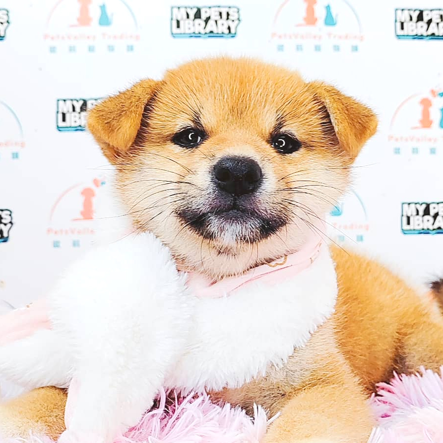 Shiba Inu Puppy (Female) For Sale