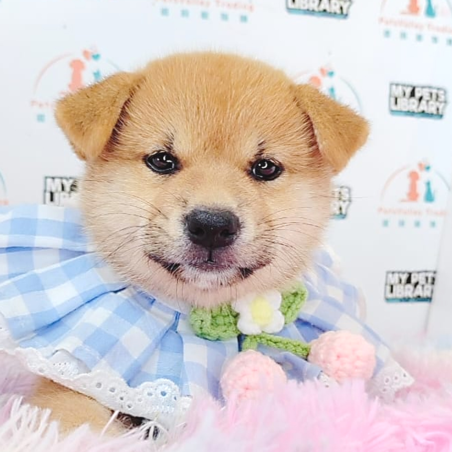 Shiba Inu Puppy (Female) For Sale