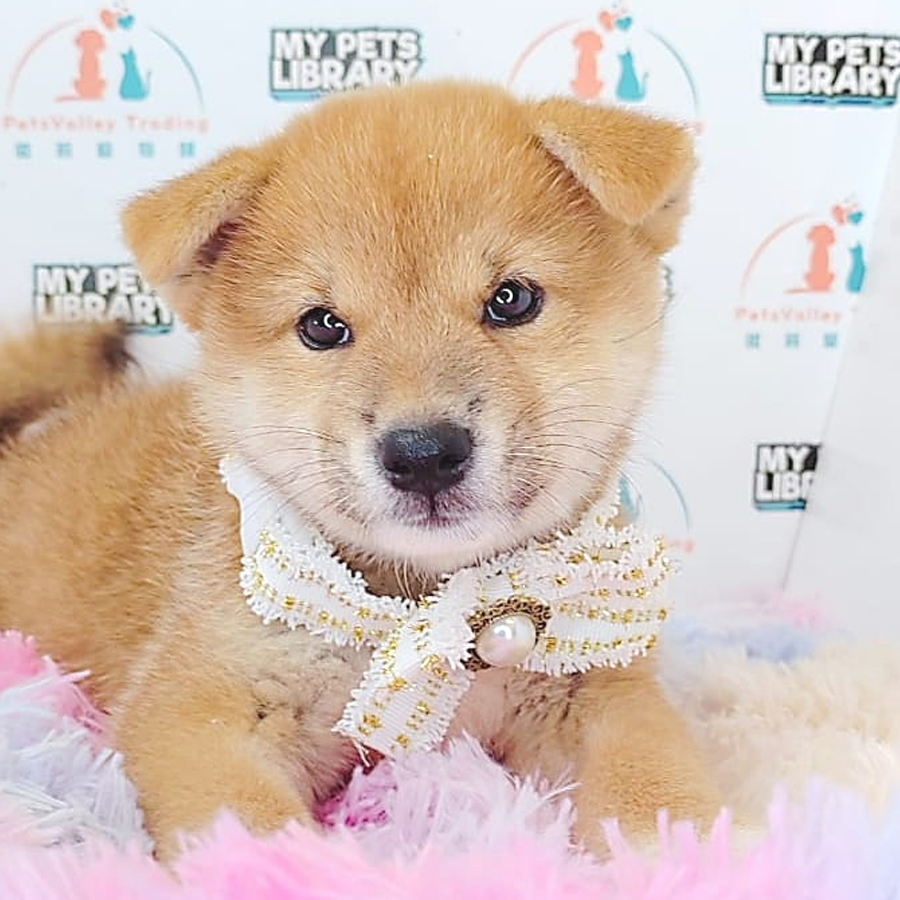 Shiba Inu Puppy (Female) For Sale