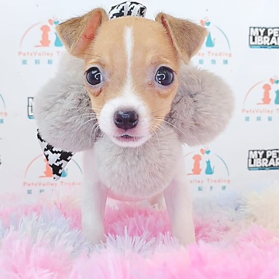 Jack Russell Puppy (Female) For Sale